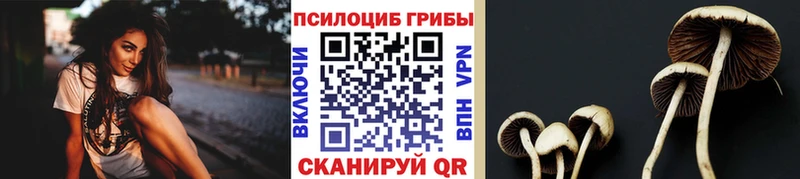 Галлюциногенные грибы Psilocybe  Талдом 
